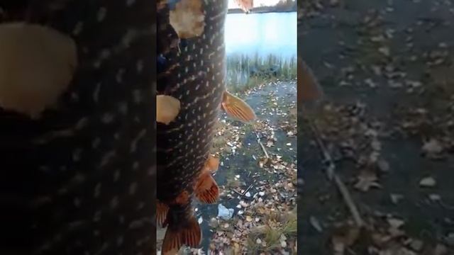 Когалым рыбалка щука видео (щука на спиннинг с берега) смотреть онлайн