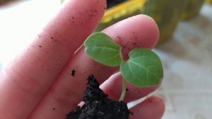 Мальва многолетняя из семян, когда сажать, посадка осенью.