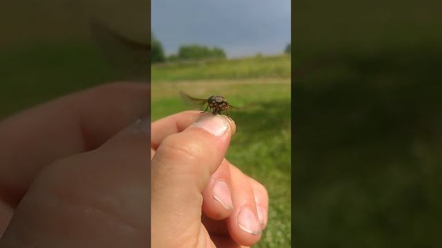 огромный овод в замедленной съёмке смотреть онлайн