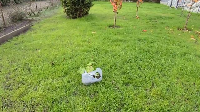 Наша Дача в Германии. Осенние работы,посадка забора. Меня сегодня преследуют? смотреть онлайн