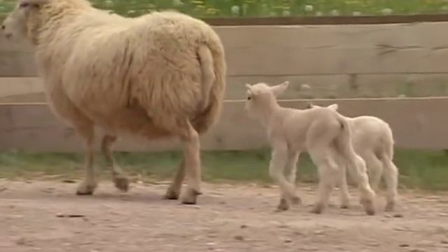 Les animaux de la ferme : Le Mouton смотреть онлайн