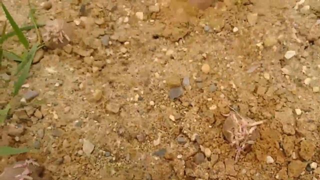 Грабли веерные Для любителей канала Грабли Лайф 13 06 21 смотреть онлайн