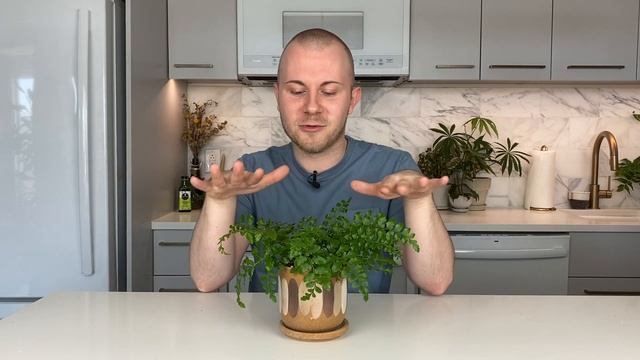 How To Care For Asplenium dimorphum x difforme (Austral Gem Fern) | Plant Of The Week Ep. 50 смотреть онлайн