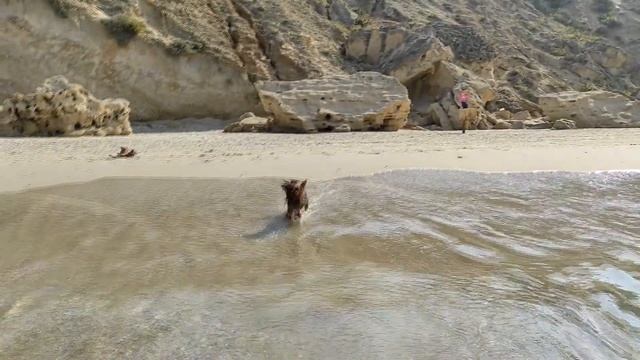 Как собаки плавают в море смотреть онлайн