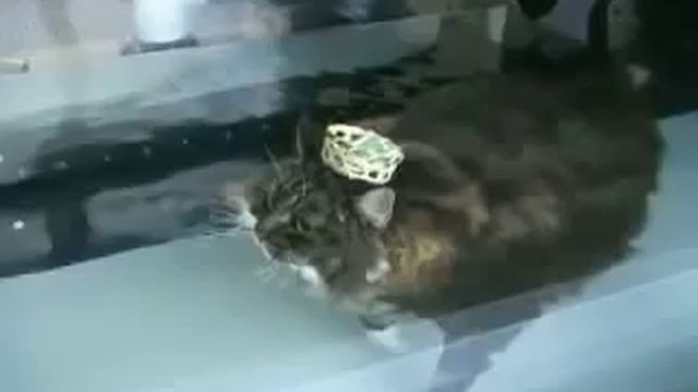 Как худеют коты.flv смотреть онлайн