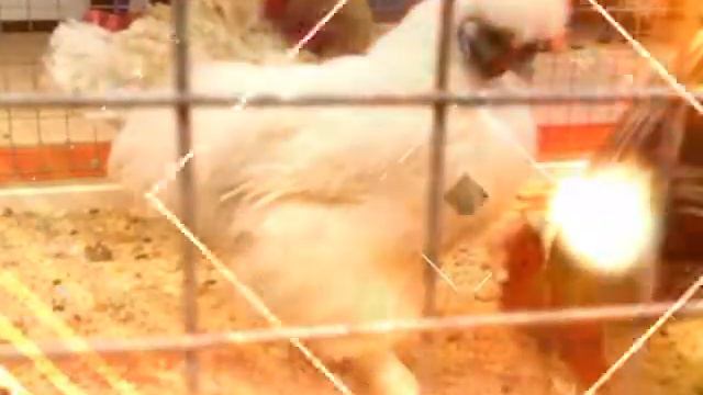 Животных надо любить)! смотреть онлайн