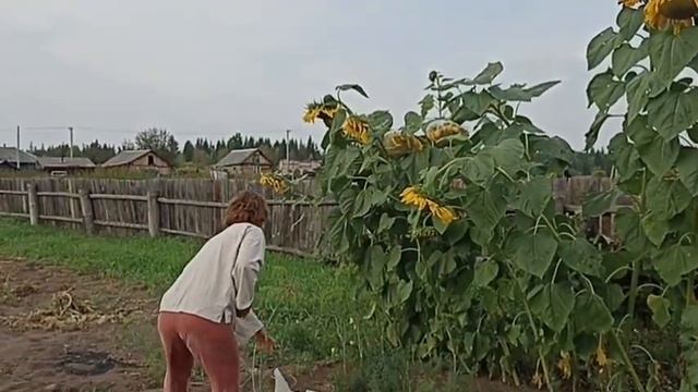 Что делать если птицы клюют подсолнух☝ Спасаю подсолнухи от птиц/ смотреть онлайн