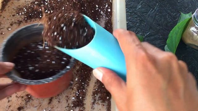 || NODE CUTTING OF MONSTERA LECHLERIANA || MONSTERA PROPAGATION || PLANT CARE TIPS || смотреть онлайн