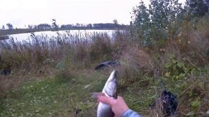 ЩУКА НА ЖИВЦА! ЩУКА НА ПОПЛАВОК. ЛОВЛЯ ЩУКИ НА ПОПЛАВОЧНУЮ УДОЧКУ НА ЖИВЦА. ЖОР ЩУКИ.