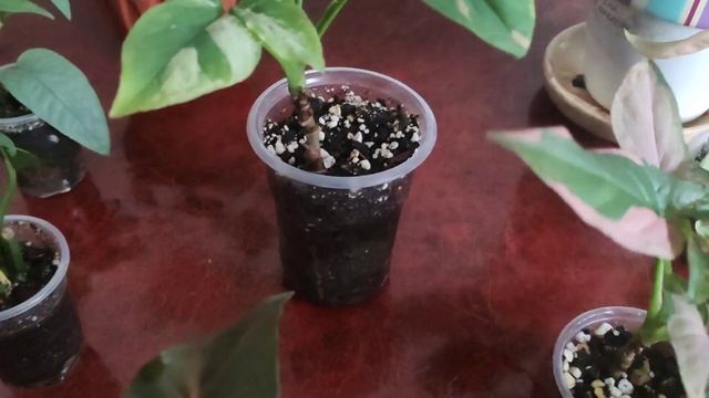 Комнатные растения,часть 2.