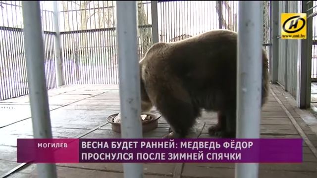 Медведь Фёдор проснулся после зимней спячки в Могилёвском зоосаду смотреть онлайн