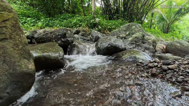 Morning Forest Sounds, Peaceful Stream Sounds Flowing Over Stones, Sleep & Relax, No Birds Chirping