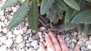 Рододендрон Фантастика