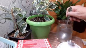 Самое важное удобрение для фикусов