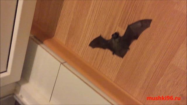 Мышь летучая смотреть онлайн