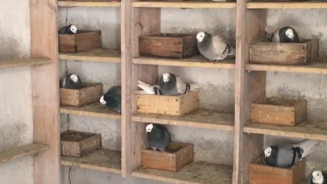 Белоголовые голуби смотреть онлайн