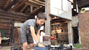 Как чистить кедровые шишки