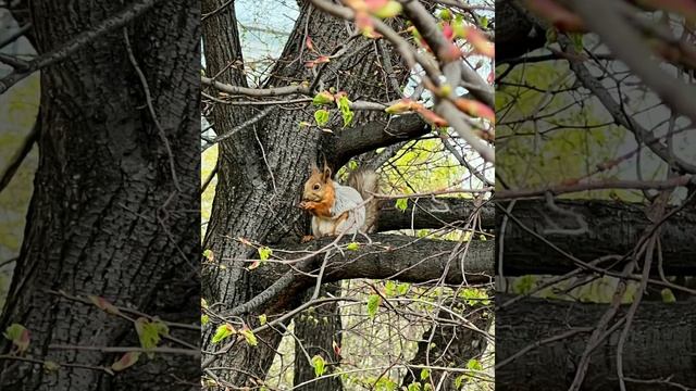 #11мая - Максимов день смотреть онлайн