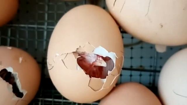 ДОМАШНИЙ ИНКУБАТОР?/ЧУДО РОЖДЕНИЯ? смотреть онлайн