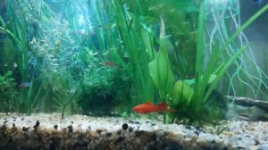 Как избавиться от черной бороды в аквариуме!