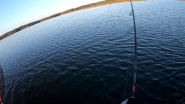 catching bream | central coast | Kayak Fishing | Hobie Outback смотреть онлайн