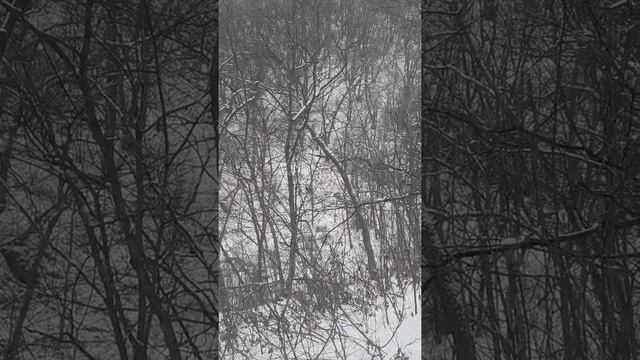 Охота в Приморском крае! смотреть онлайн