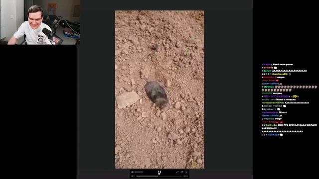 БРАТИШКИН СМОТРИТ ВЕБМЫ ТГ (18 ЧАСТЬ) смотреть онлайн