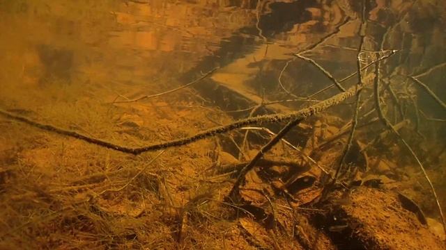 Black Neon Tetra Habitat смотреть онлайн