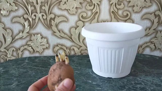 Картошка на подоконнике смотреть онлайн