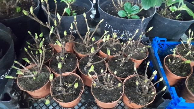 полуфабрикат гортензии крупнолистной, мои новенькие! смотреть онлайн