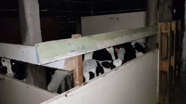 Купили телят. Про тёлочку. смотреть онлайн