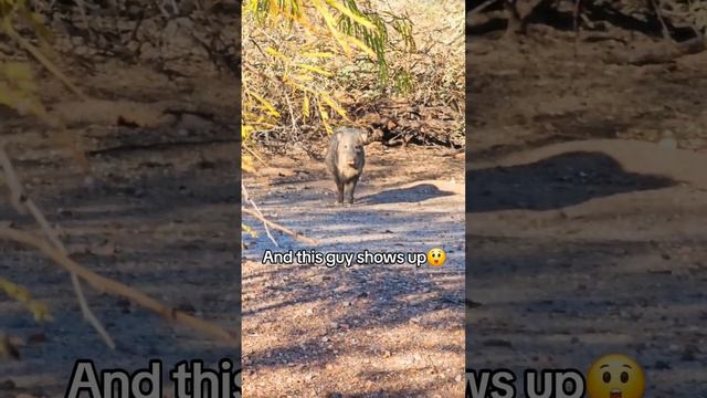 Coolest Guy On Our Walk! #dogfriends #javelina #dogwalk