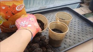 Выращивание ореха из плода(орешка)/Маньчжурский орех выращивание из плода/Маньчжурский орех в Сибир