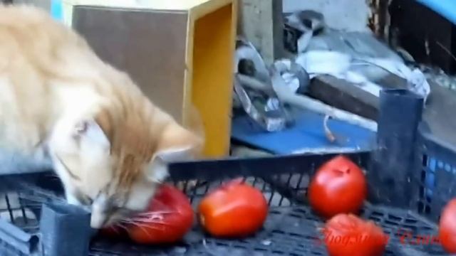 Чё те надо. Дачники.... прикольн смотреть онлайн