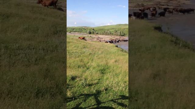 Икон-Халк река Малый Зеленчук смотреть онлайн