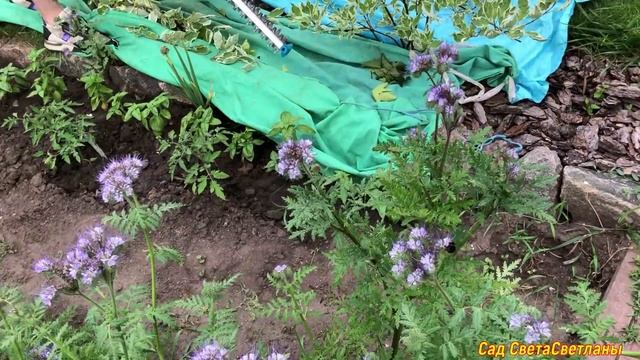 Изгородь из кустарников. Красивая зеленая кулиса. ДЕКОРАТИВНОлиственные кустарники в САДУ .#дача#са смотреть онлайн