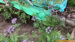 Изгородь из кустарников. Красивая зеленая кулиса. ДЕКОРАТИВНОлиственные кустарники в САДУ .#дача#са