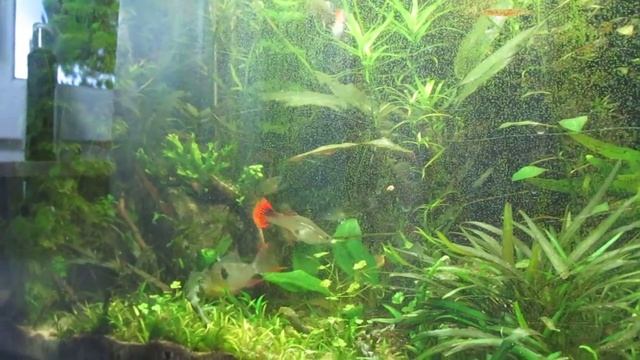 боливийская бабочка Schmetterlingsbuntbarsch mit Nachwuchs Brutpflege Part 1 смотреть онлайн