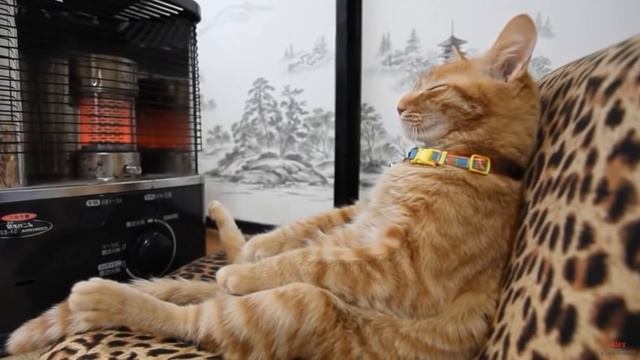 10 причин завести кота - Интересные факты о кошках! смотреть онлайн