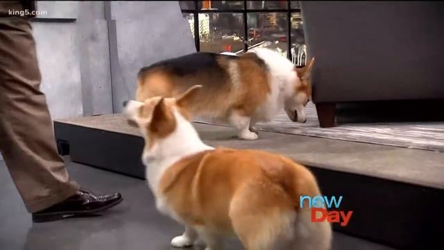 Corgis 101: Everything you need to know about Queen Elizabeth's favorite dog - New Day NW смотреть онлайн