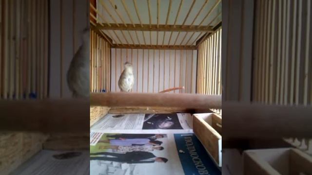 Линька камышовки смотреть онлайн