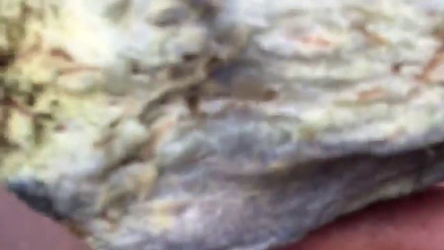 Грибы Поддубник или Волчий Боровик смотреть онлайн