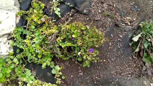 Переделка каменной горки от А до Я. Сухой ручей своими руками. смотреть онлайн