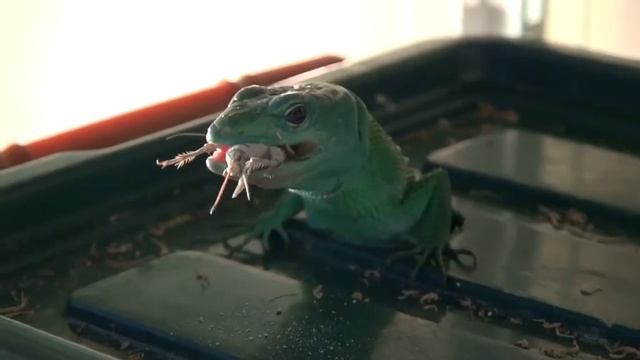 Gastropholis Prasina