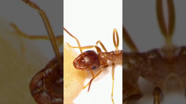 як вивести мурах смотреть онлайн