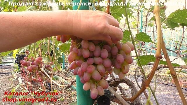 Виноград ГЕЛИОС ПОЛОНЕЗ 50 ранний, с розовыми крупными ягодами, приятным вкусом (Пузенко Наталья смотреть онлайн