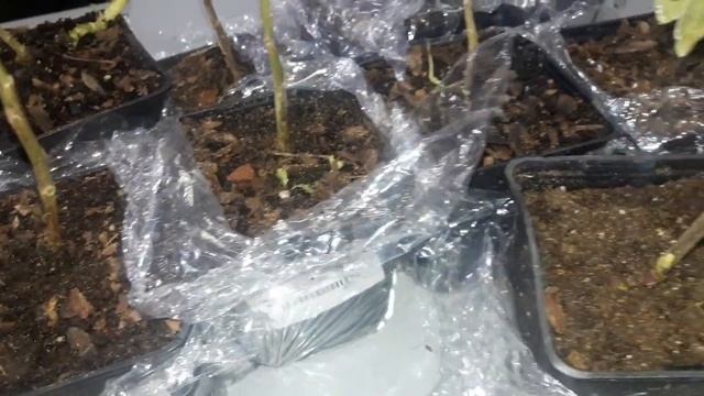 Обзор посылки. Хризантема на срез. Какие сорта заказали смотреть онлайн