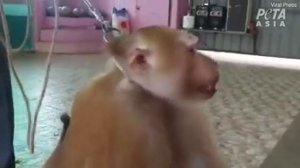 Живодеры издеваются над беззубой обезьянкой