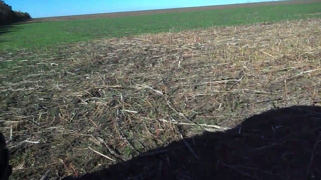 Ботвокосилка на подсолнухе .Т-40ам косит !. смотреть онлайн