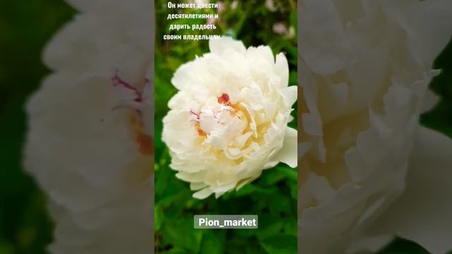 Пион травянистый - символ красоты и изящества смотреть онлайн